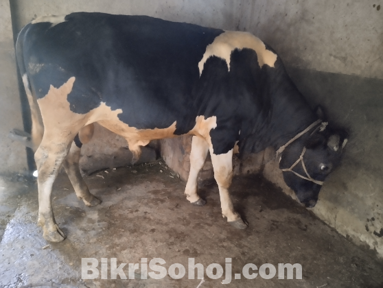 কোরবানির গরু